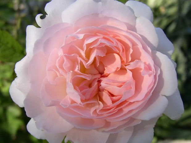 ����˹��� Pink Gruss an Aachen �W��