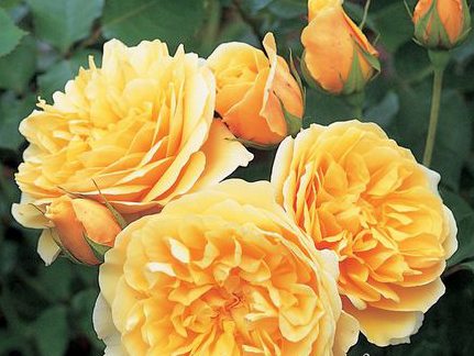 �����h���R˹ Graham Thomas (Ausmas)