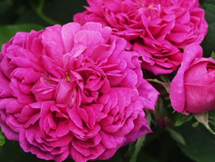 ��ʿ��õ�� Rose De Rescht