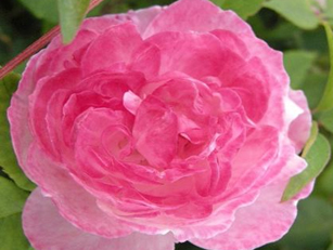 Ƥ�����W����� Mme. Pierre Oger