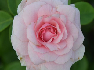 �����᠖ɭHoratio Nelson