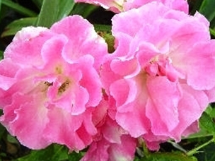 ľ�㡰õ�t�� Roses banksiae 'Rosea'