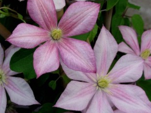 �F��ɏ�������ա�'Caroline'