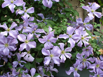 �F��ɏ���頖˹���ӡ�Clematis Prince Charles