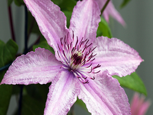 �F��ɏ�����(m��ng)��Hagley Hybrid