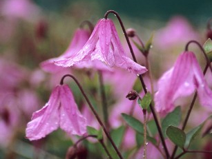 �F��ɏ���۵���Hendryetta