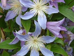 �F��ɏ���{(l��n)ɫ������Blue River