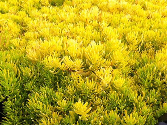 ���~��ײ�'�������I' Sedum reflexum 'Angelina'