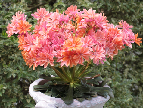¶ޱ�� Lewisia